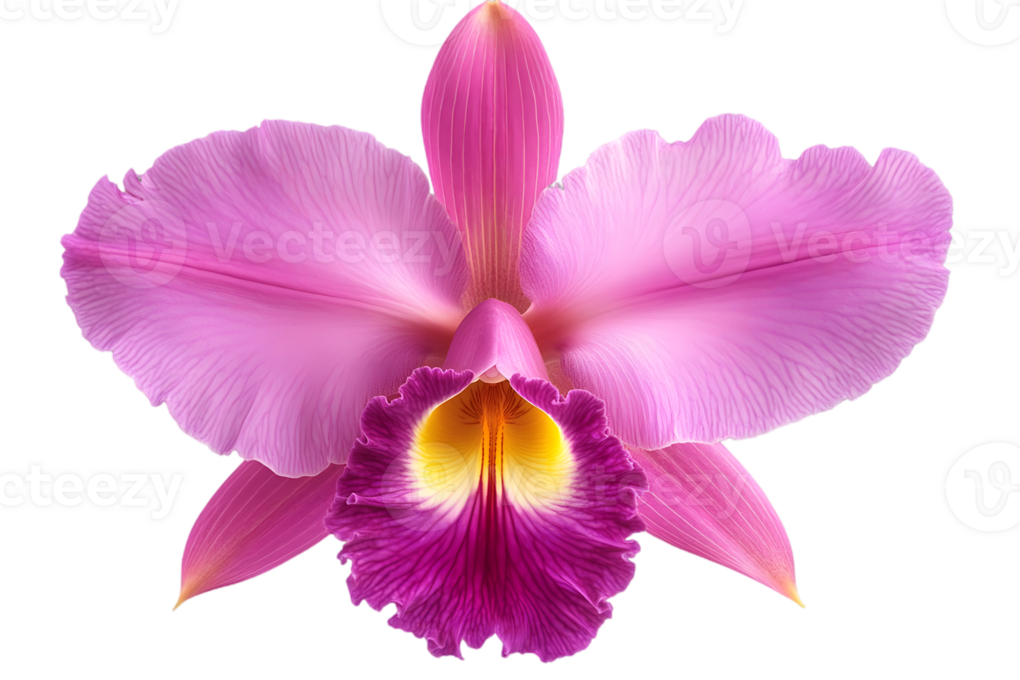 Single Orchid Flower with Pink Petals and Yellow Center on Transparent Background png