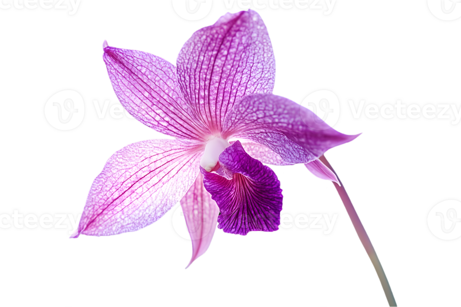 Single Purple Orchid Blossom with Striped Petals Isolated on Black Background in Delicate and Elegant Botanical Still Life png