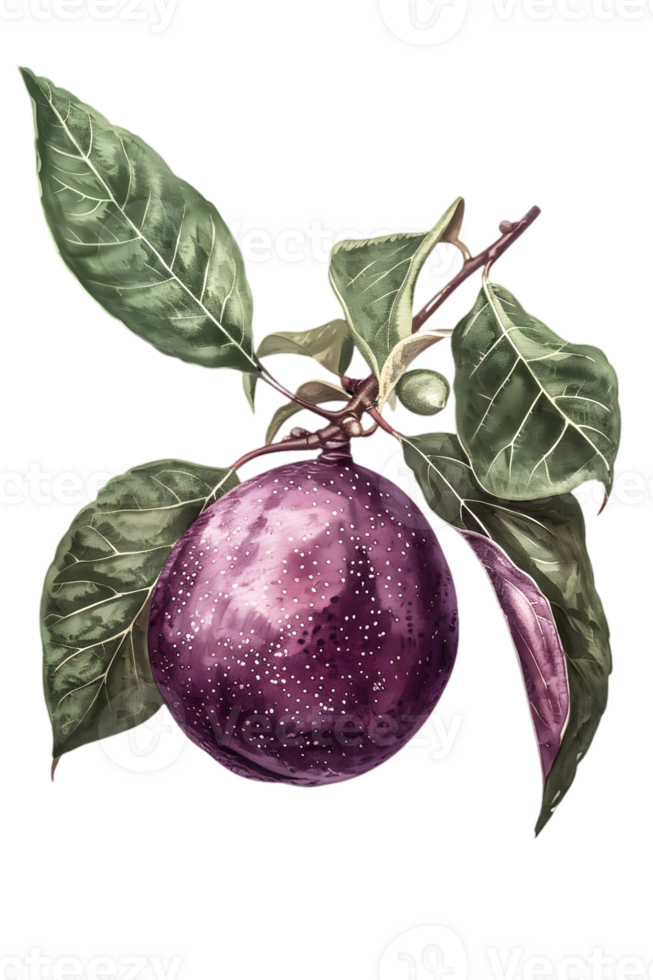 Single Purple Plum with Green Leaves on a Branch Isolated on Transparent Background png