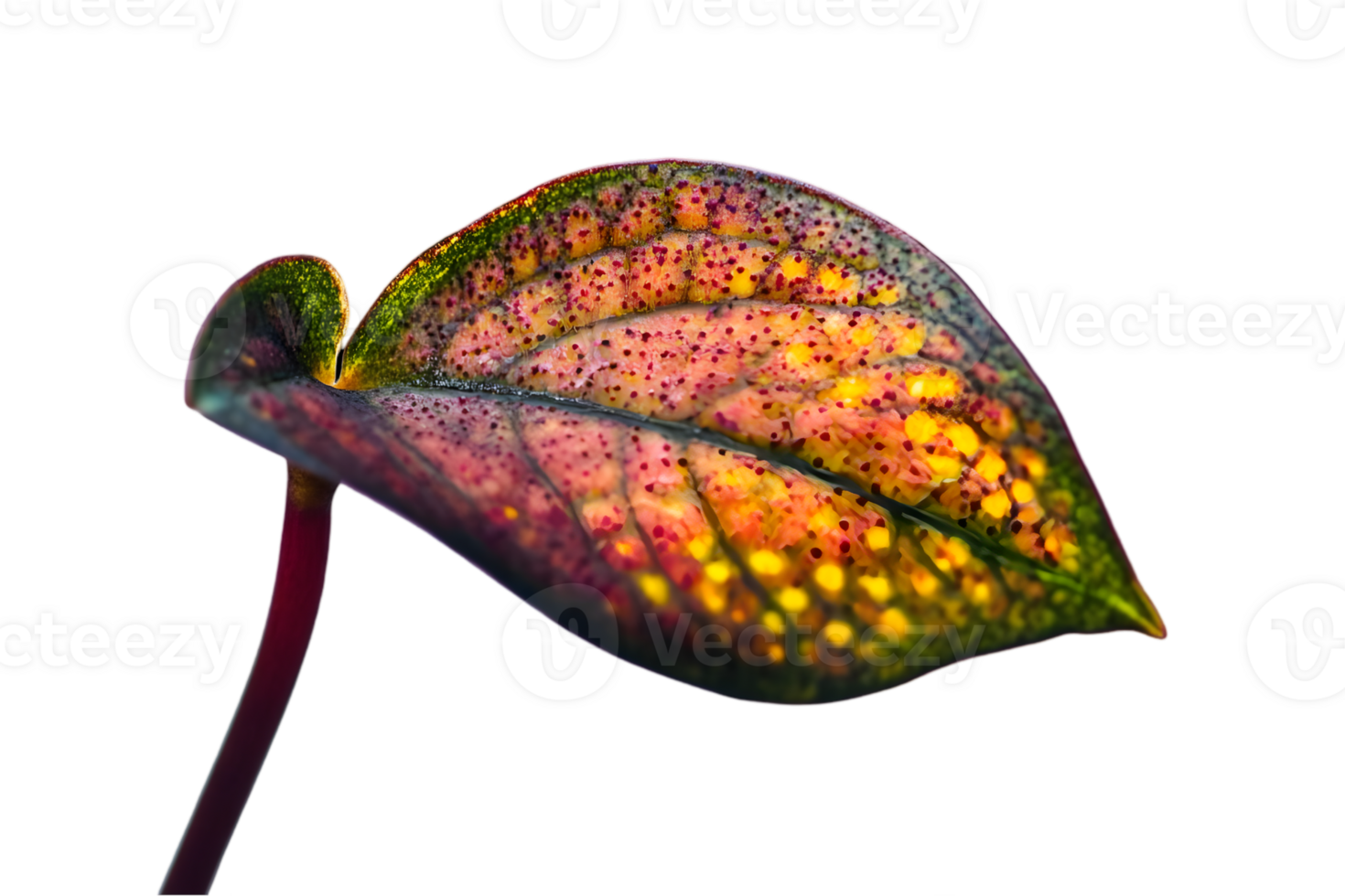 Single Variegated Leaf Close Up with Detailed Veins and Colorful Patterns on a Transparent Background png