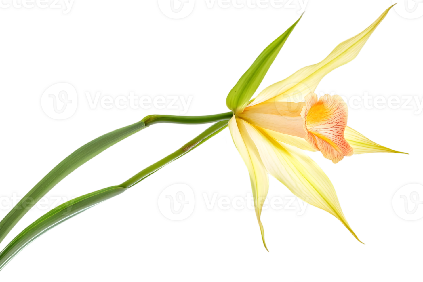 Single Yellow Orchid Blossom with Delicate Petals and Green Stem on Transparent Background png