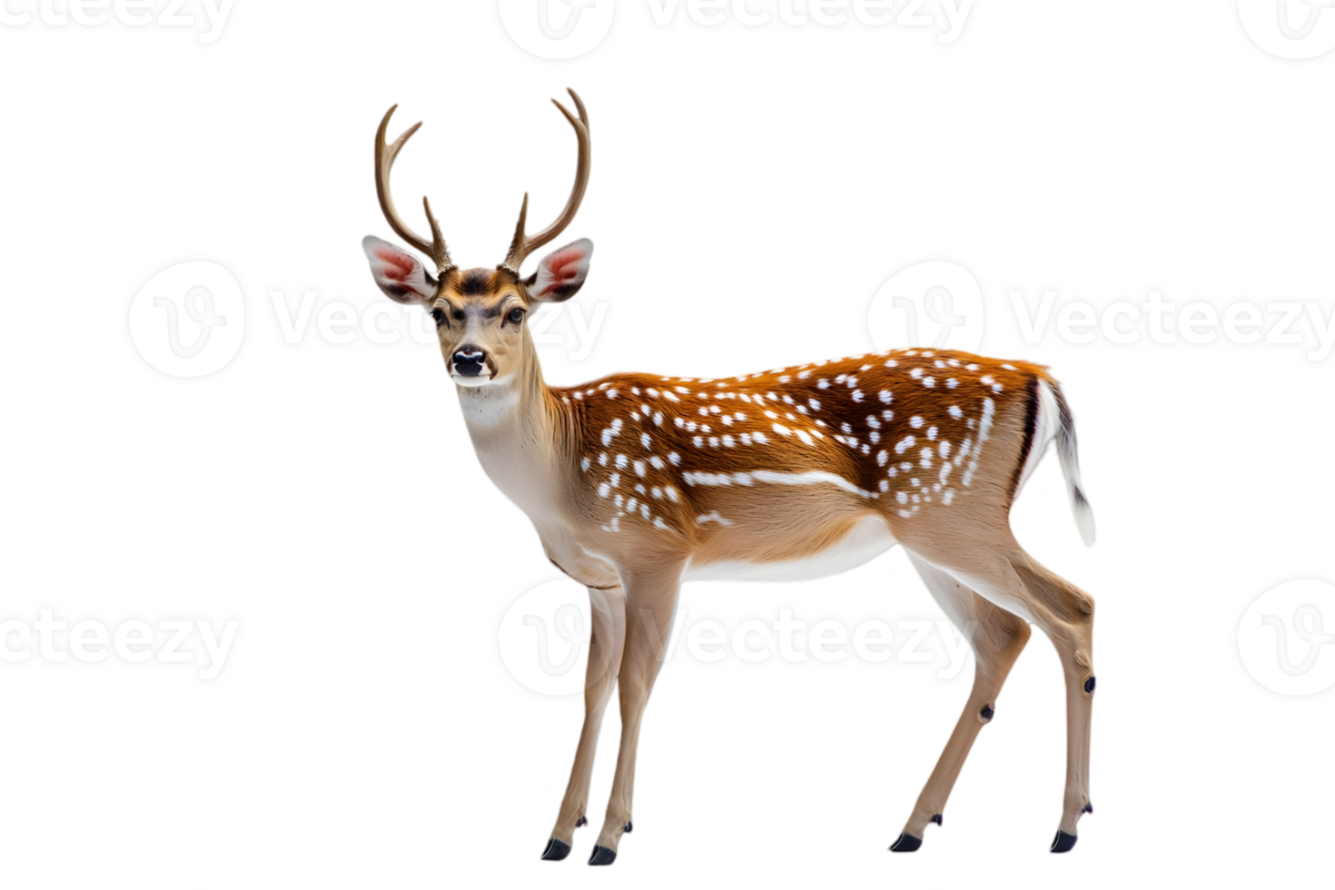 Spotted Deer Standing Calmly with Elegant Antlers on Transparent Background Wildlife Animal Isolated and Beautiful Brown Fur png