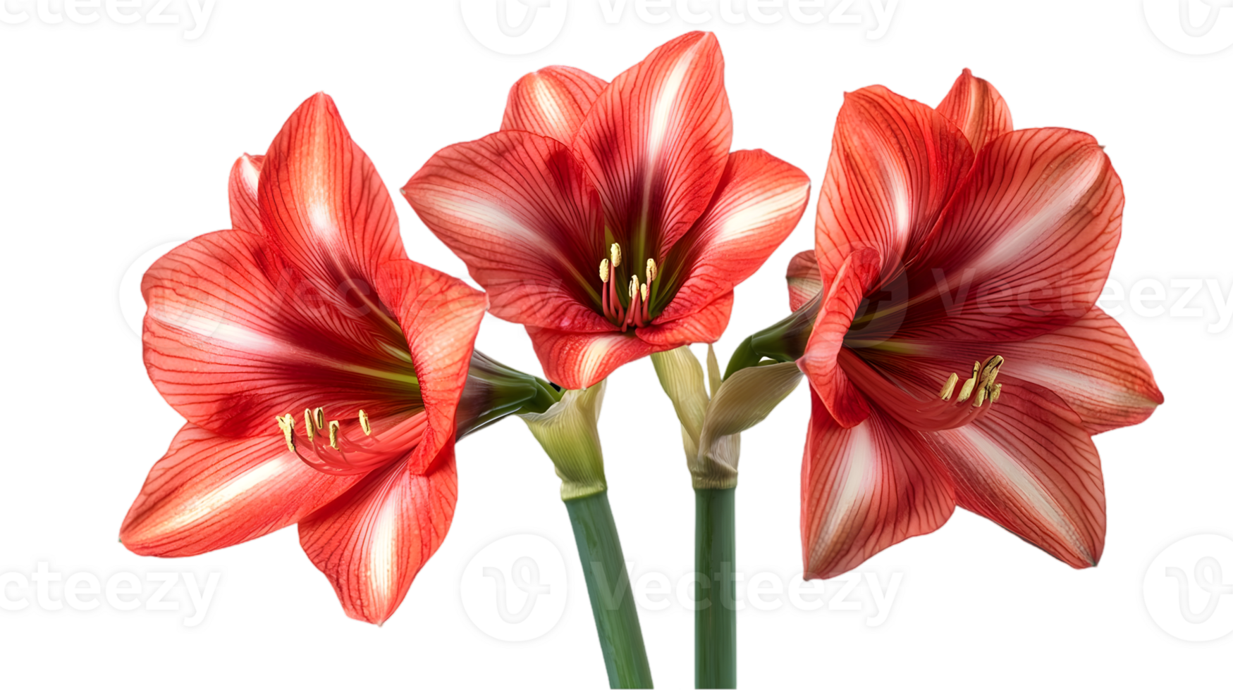 Striking Red and White Amaryllis Flowers Blooming on Transparent Background Featuring Vibrant Petals and Delicate Floral Details png