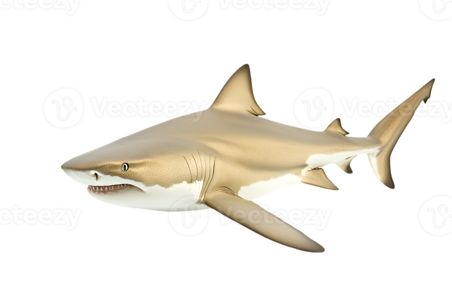 Tan Shark with Speckled Markings Swimming Laterally on Transparent Background Wildlife Underwater Predator Fish Marine Aquatic Fauna png