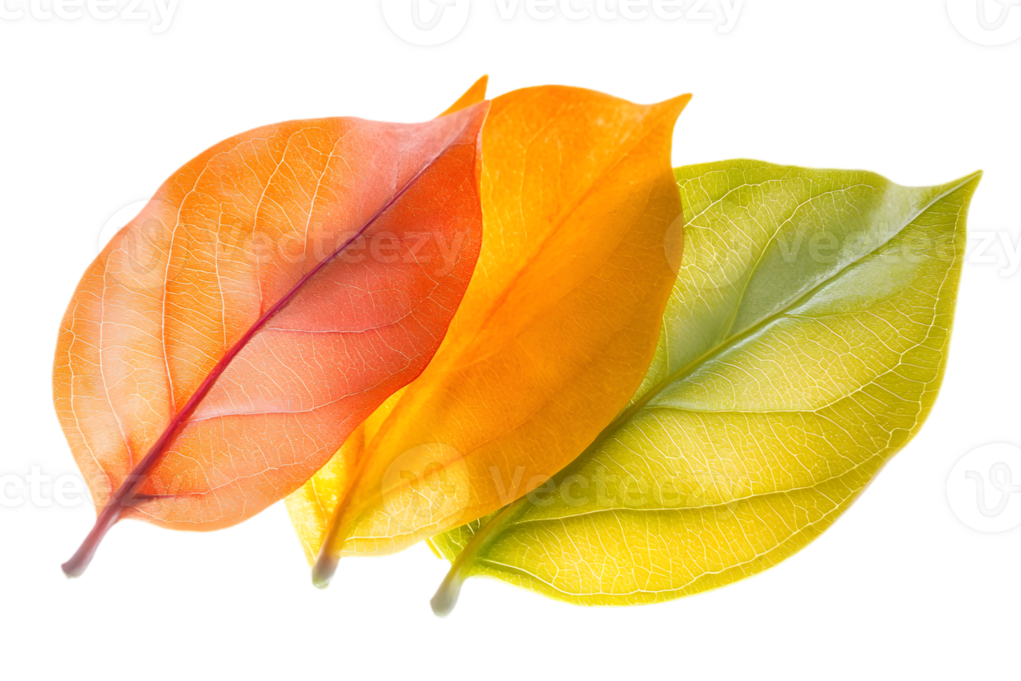 Three Colorful Autumn Leaves In a Row From Green to Orange on a Transparent Background png