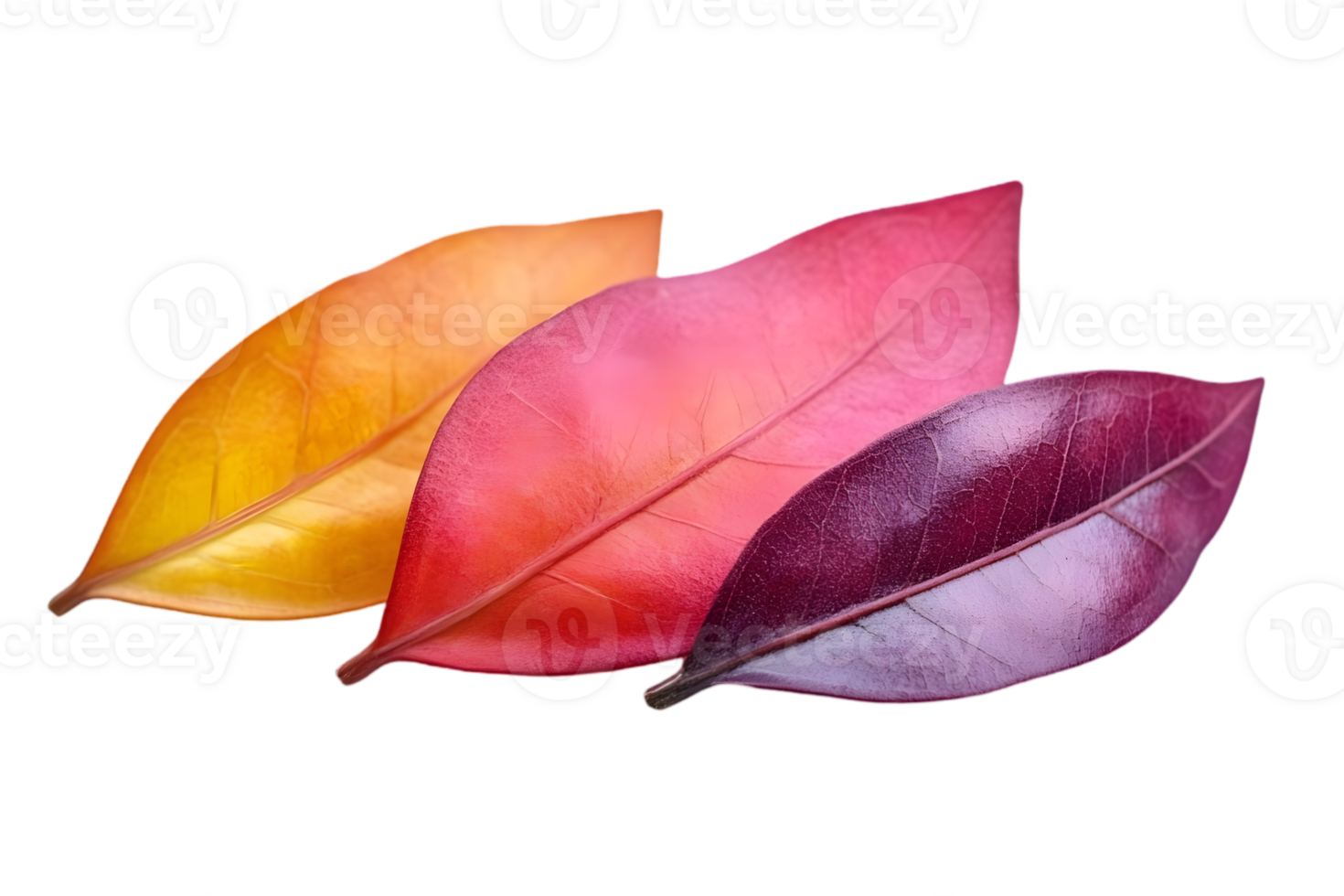 Three Colorful Autumn Leaves on Transparent Background Showing Fall Season Foliage And Natural Beauty png