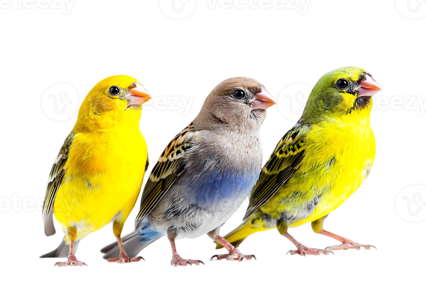 Three Colorful Exotic Finch Birds Perched Together On Transparent Background In Vivid Yellow and Green png