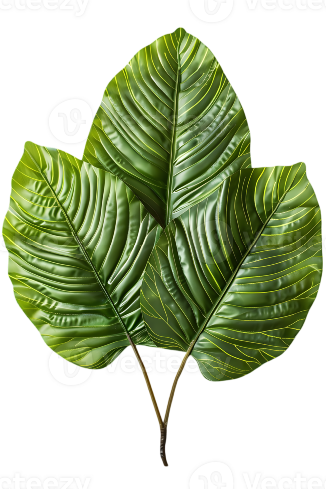 Three Green Leaves with Detailed Veins on Transparent Background Showing Vibrant Tropical Foliage and Isolated Natural Botanical Element png