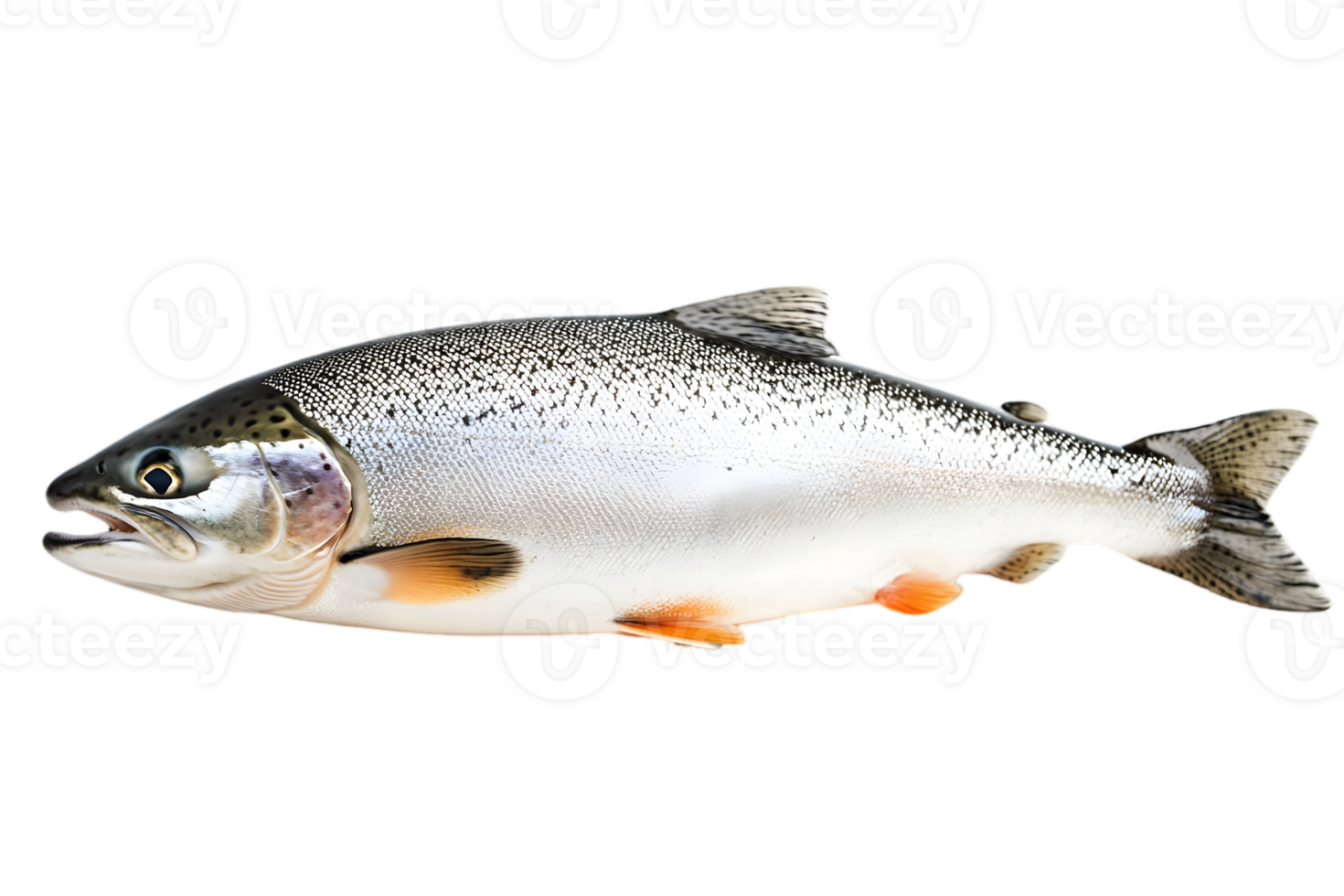 Studio Shot of a Fresh Trout Fish with Silver Scales and Visible Fins on Transparent Background for Seafood Marketing and Aquatic Life Representations png