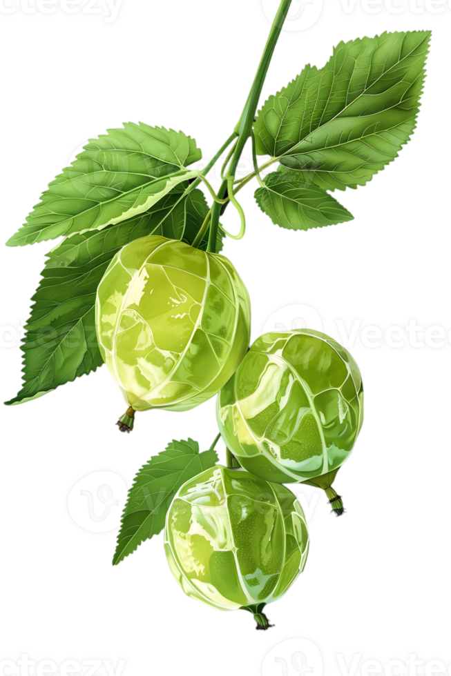 Three Green Gooseberries Hanging from a Branch with Leaves on Transparent Background Illustration png