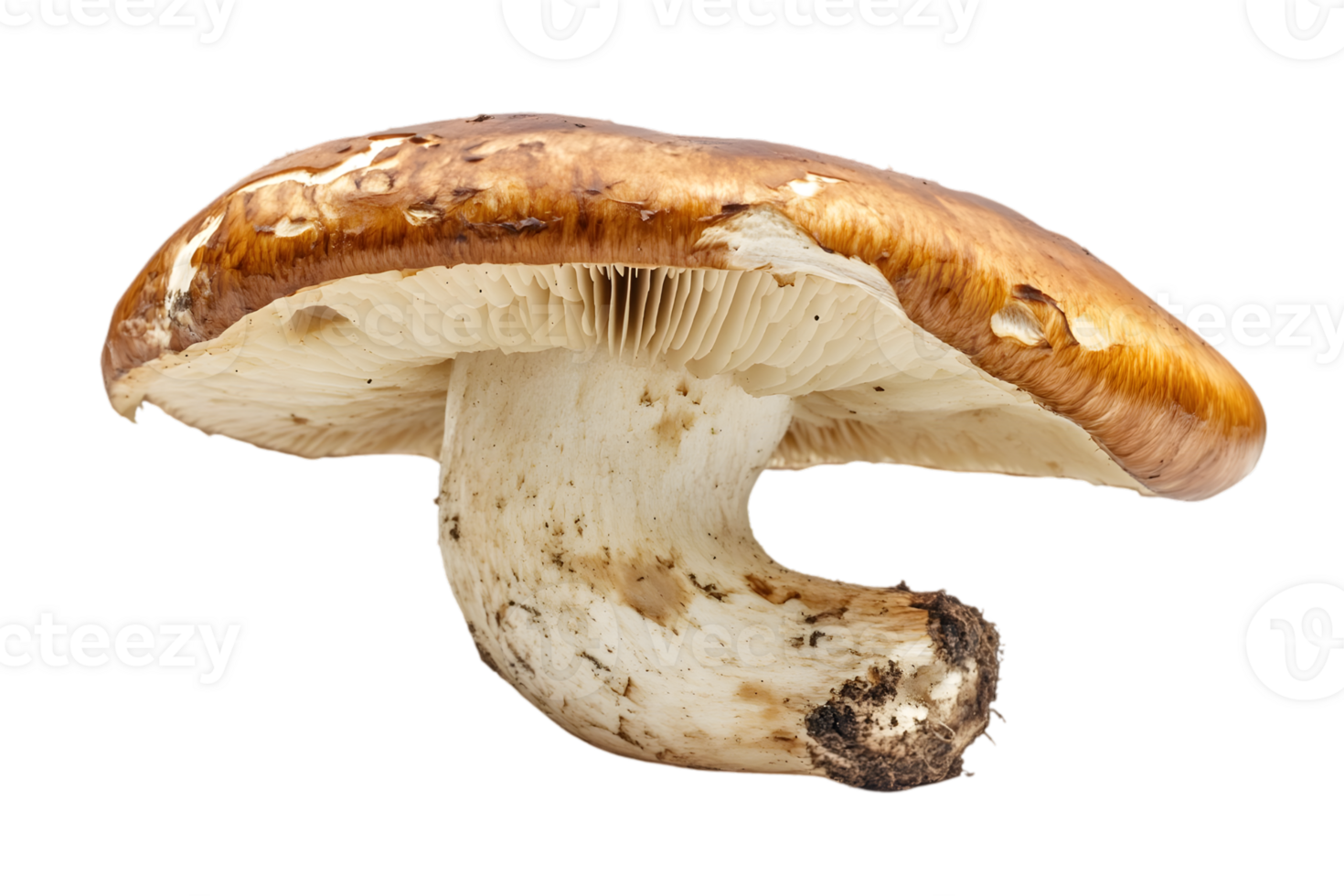 Studio Shot of a Single Brown Agaricus Mushroom with Gills and Stem on Transparent Background png