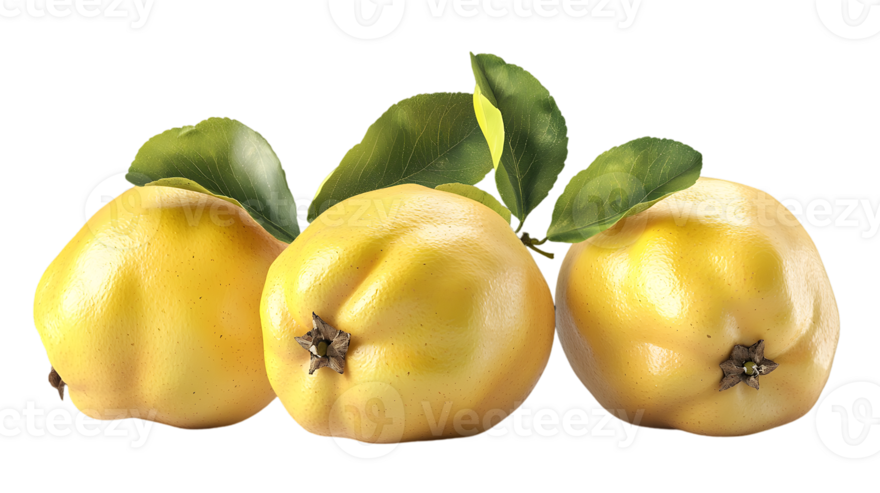 Three Yellow Quince Fruits with Green Leaves in a Transparent Background Food Still Life Close Up png