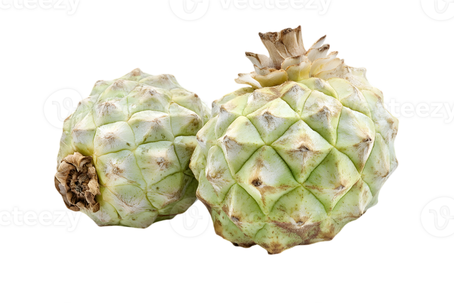 Two Atemoya Fruits with a Rough Texture Isolated on Black Background in a Studio Setting with Sharp Focus and Detailed Skin Showing Patterns png