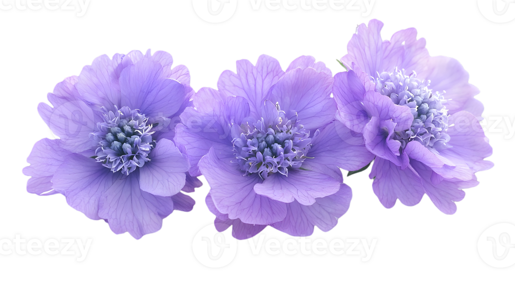 Three Purple Flowers in a Row with Detailed Petals and Centers Isolated on a Transparent Background for Elegant Design Elements and Floral Arrangements png