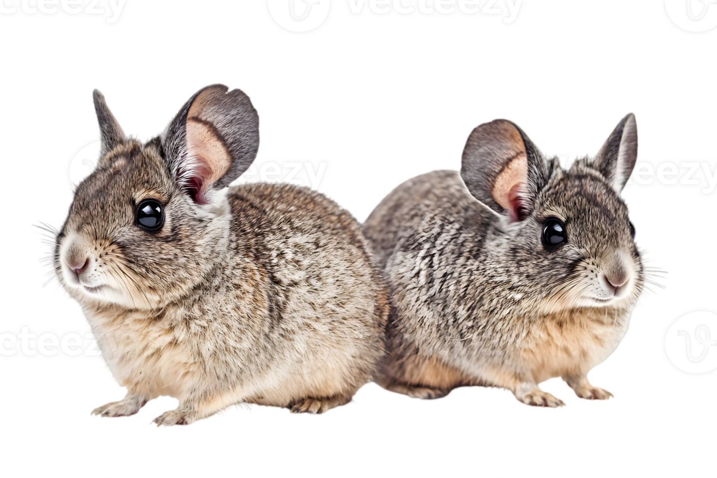 Two Furry Chinchillas with Grey and Brown Fur Posing on a Transparent Background in a Studio Setting Isolated and Looking Cute png