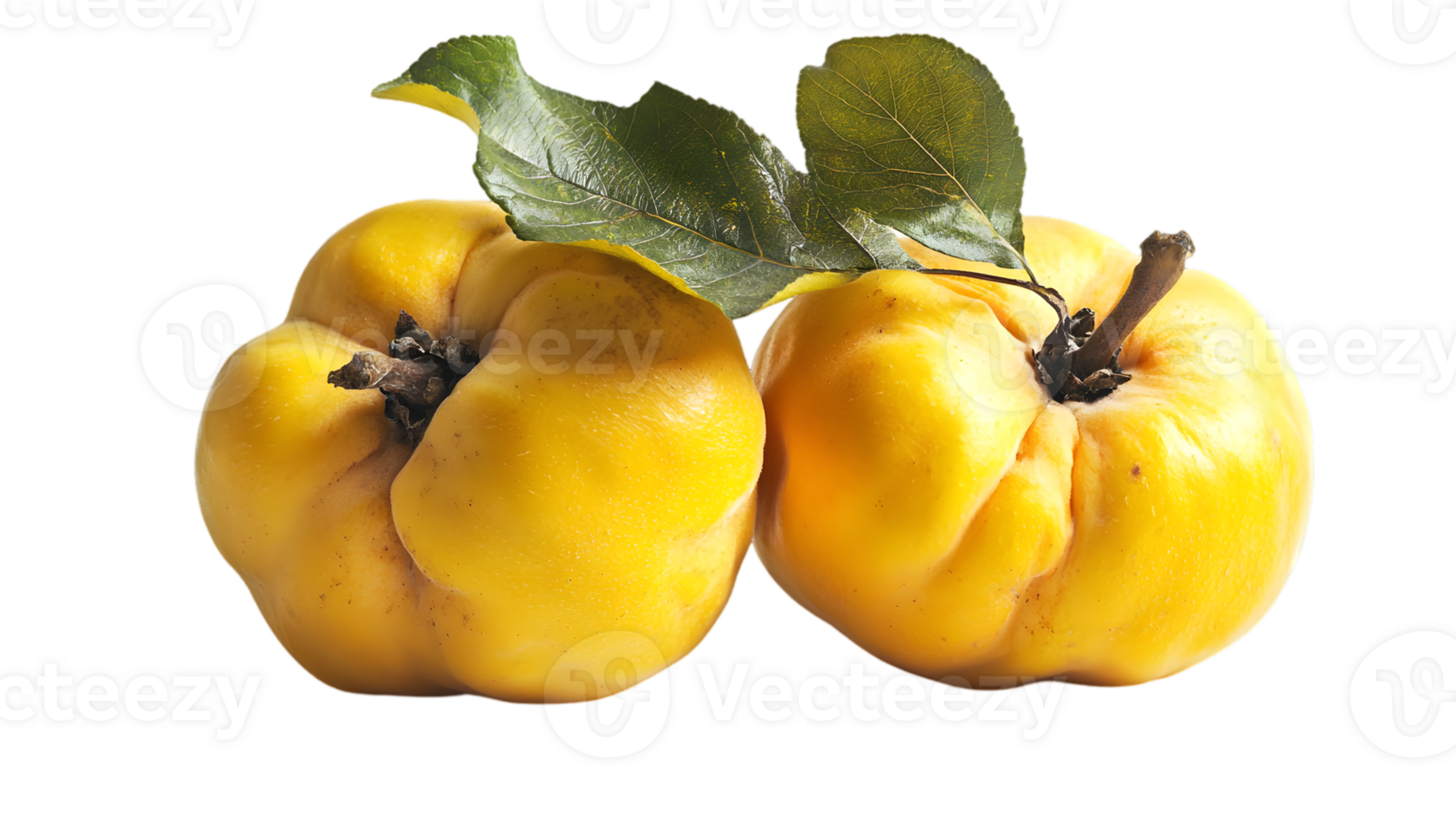 Two Fresh Yellow Quince Fruits with Leaves Isolated on a Transparent Background in Studio Lighting png