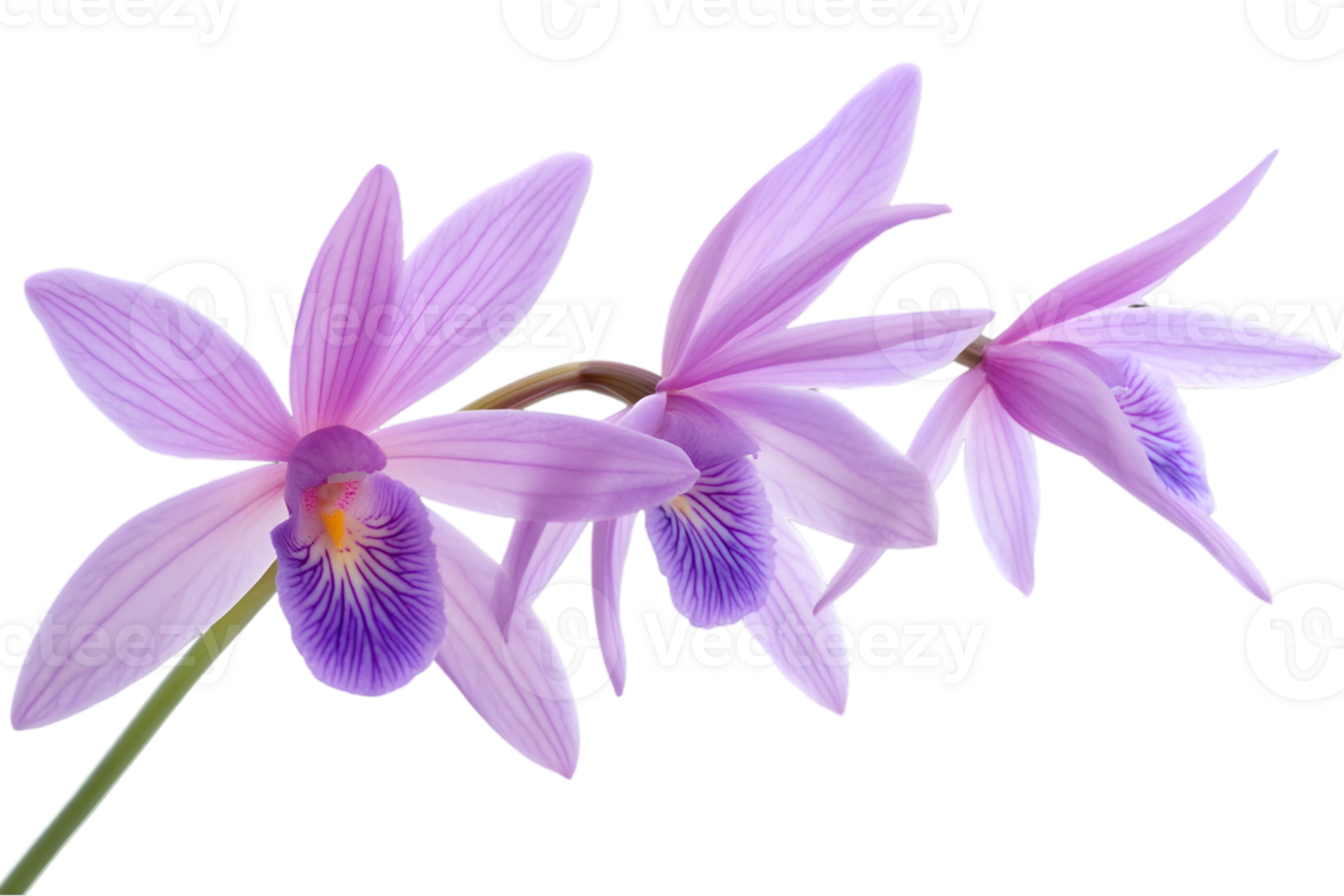Three Purple Orchids in Full Bloom with Delicate Petals and Intricate Patterns on Transparent Background Showing Botanical Elegance and Natural Beauty png