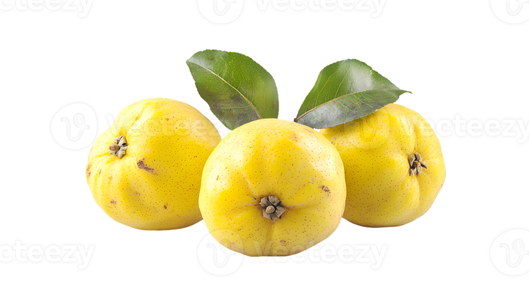 Three Yellow Quince Fruits with Green Leaves Isolated on Transparent Black Background Close Up Studio Shot png