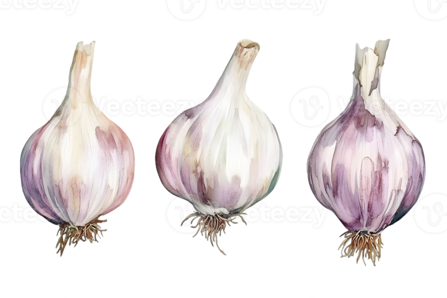 Three Watercolor Garlic Bulbs on Black Background in Botanical Style png