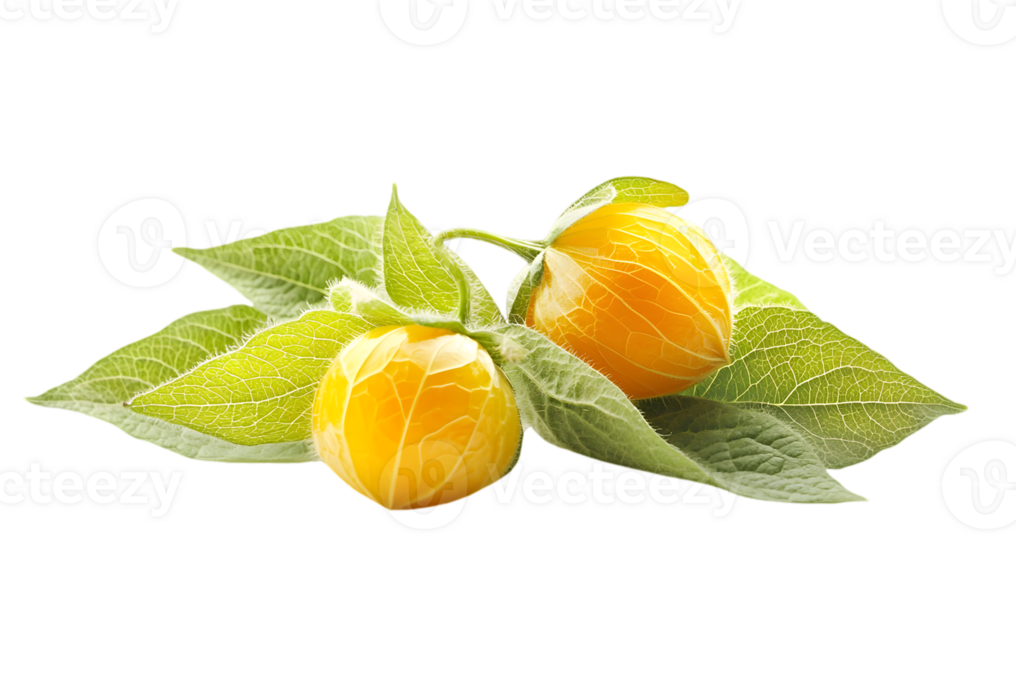 Two Golden Cape Gooseberries Still Life Display With Green Leaves on Black Background with Transparency png