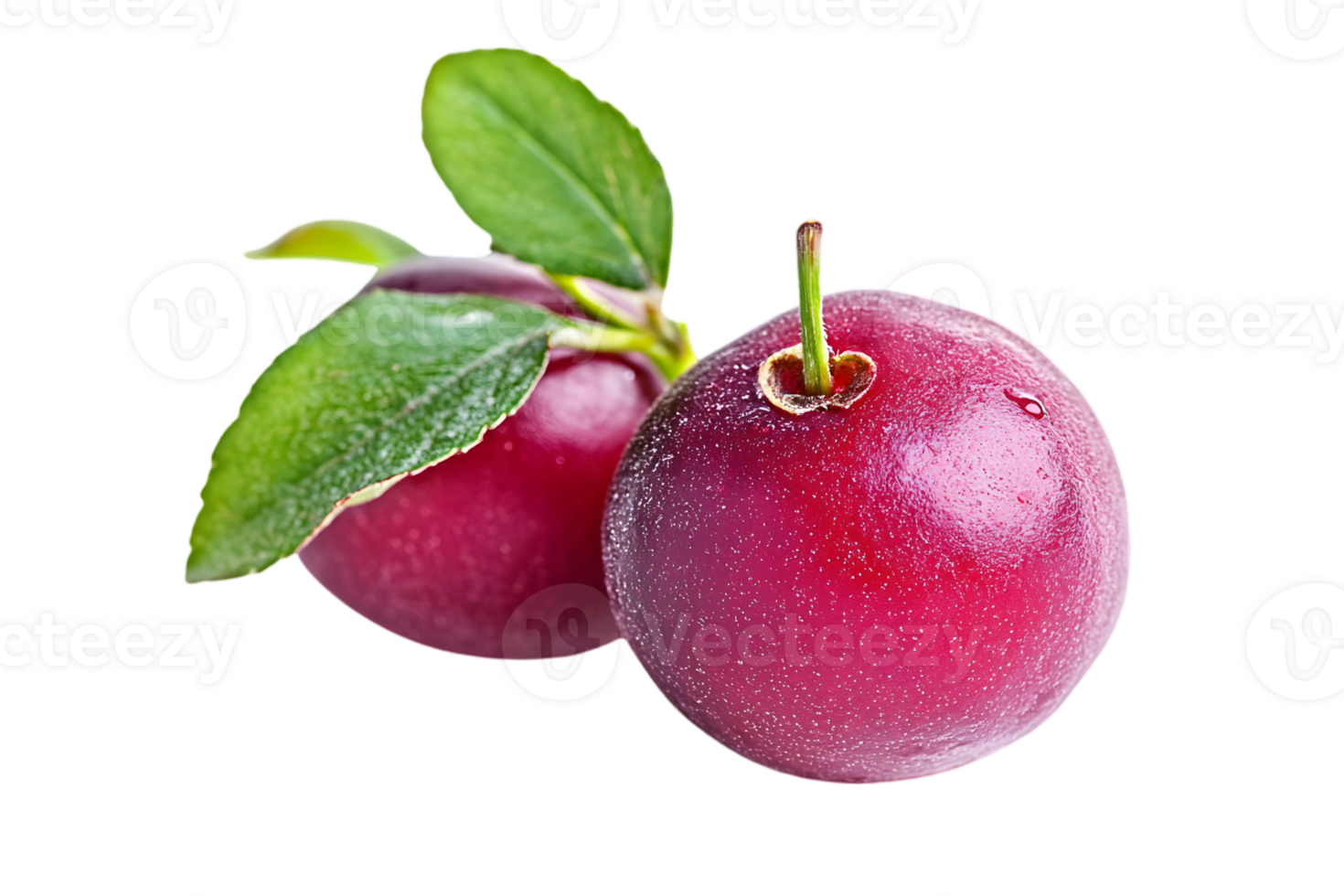 Two Red Cranberries with Green Leaves on Transparent Background Close Up Studio Shot png