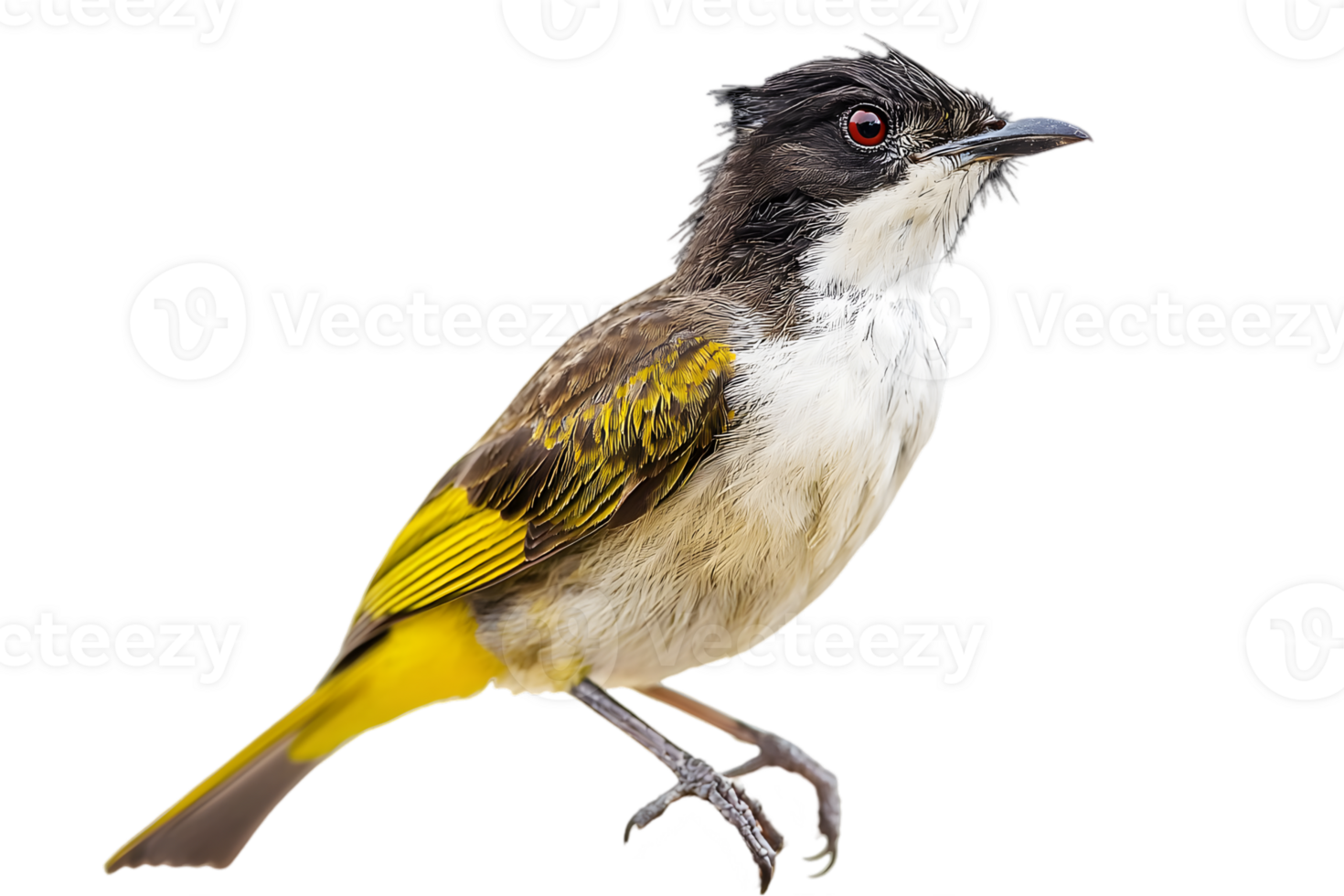 Vibrant Bird with Black Head Yellow Wings and Tail Feathers on Transparent Backdrop Detailed Plumage and Eye Color png