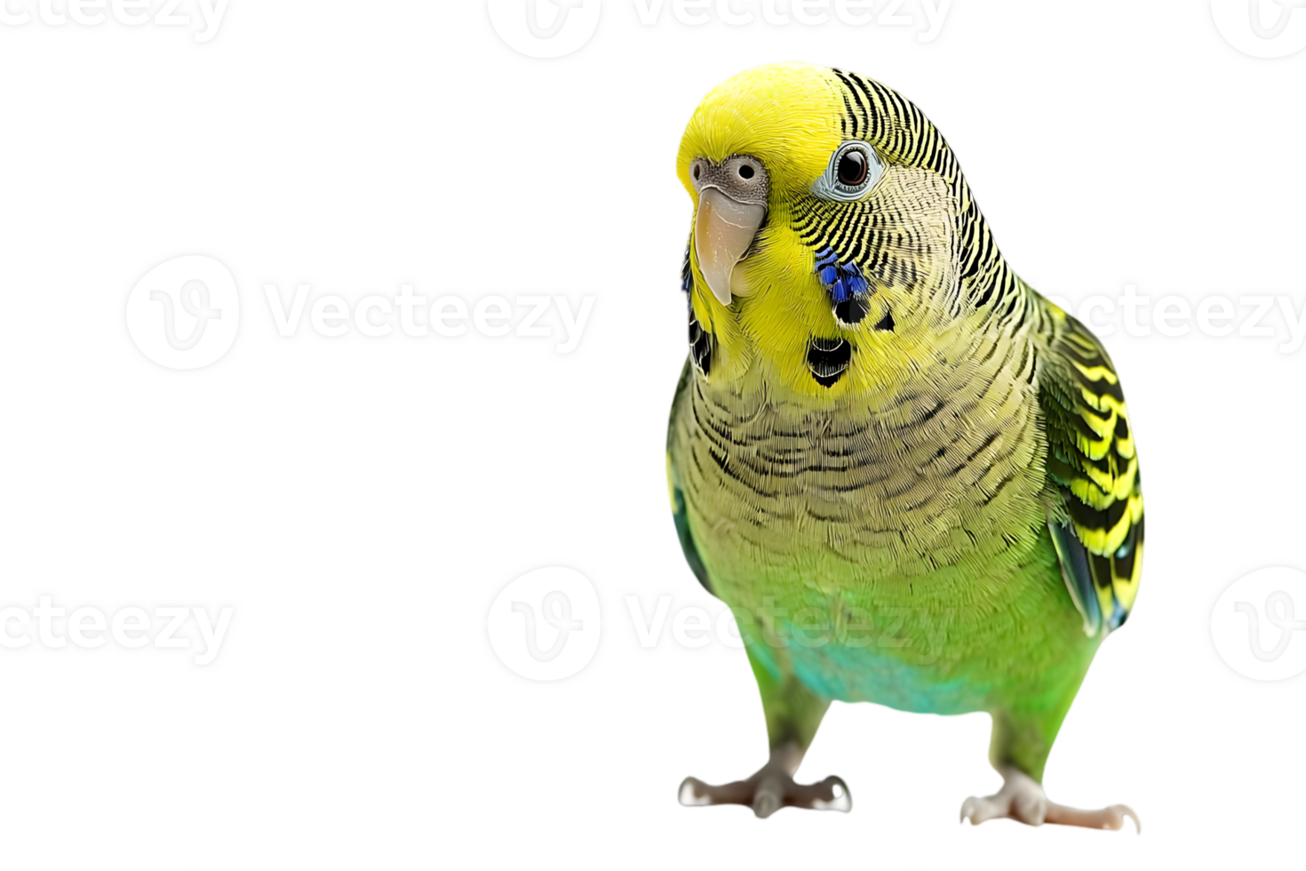 Vibrant Budgie Bird with Green and Yellow Plumage on Black Backdrop in Studio Lighting Bird Looking Directly at The Viewer png