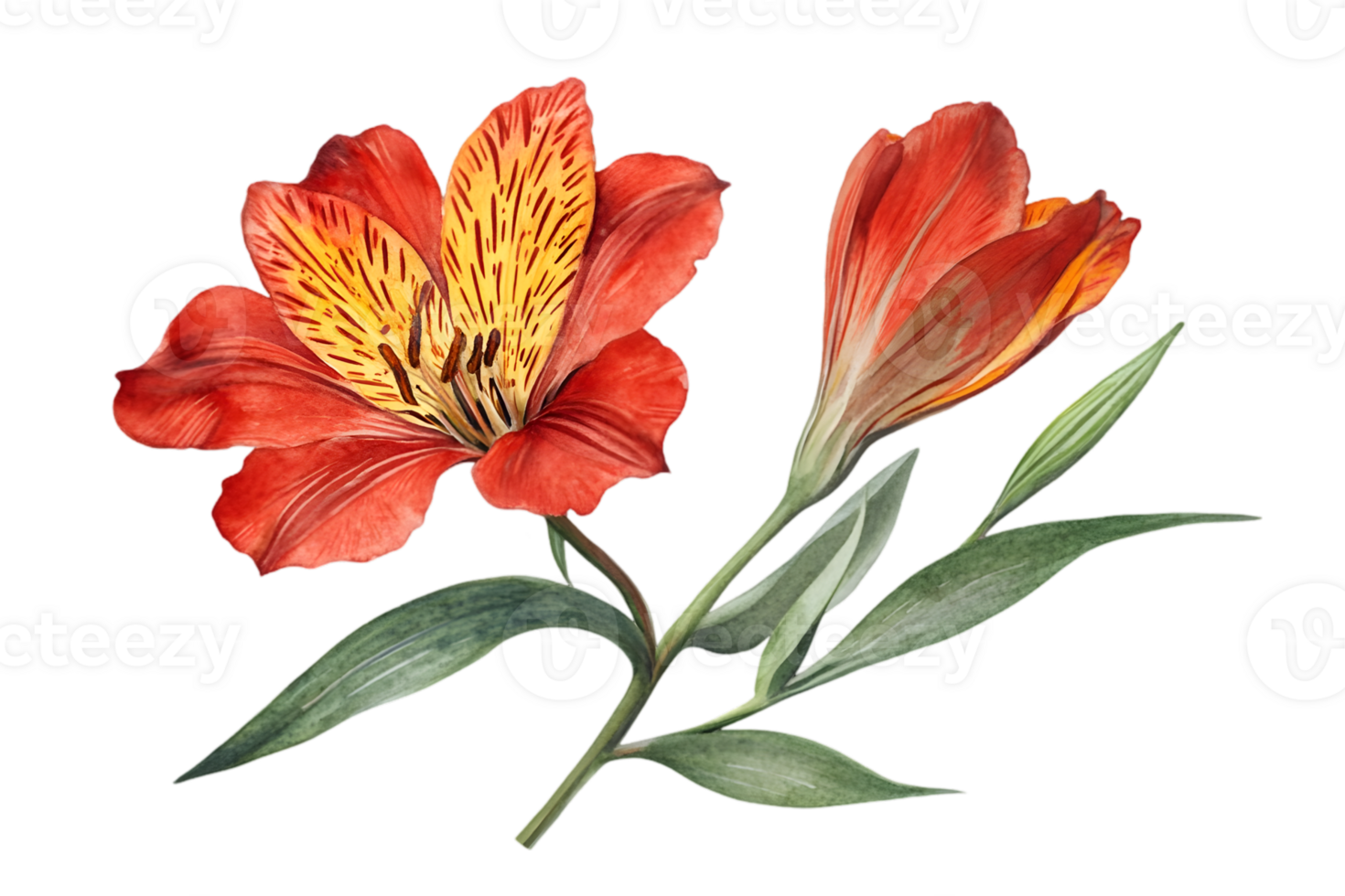 Vibrant Red and Yellow Alstroemeria Flowers with Green Leaves on a Transparent Background png