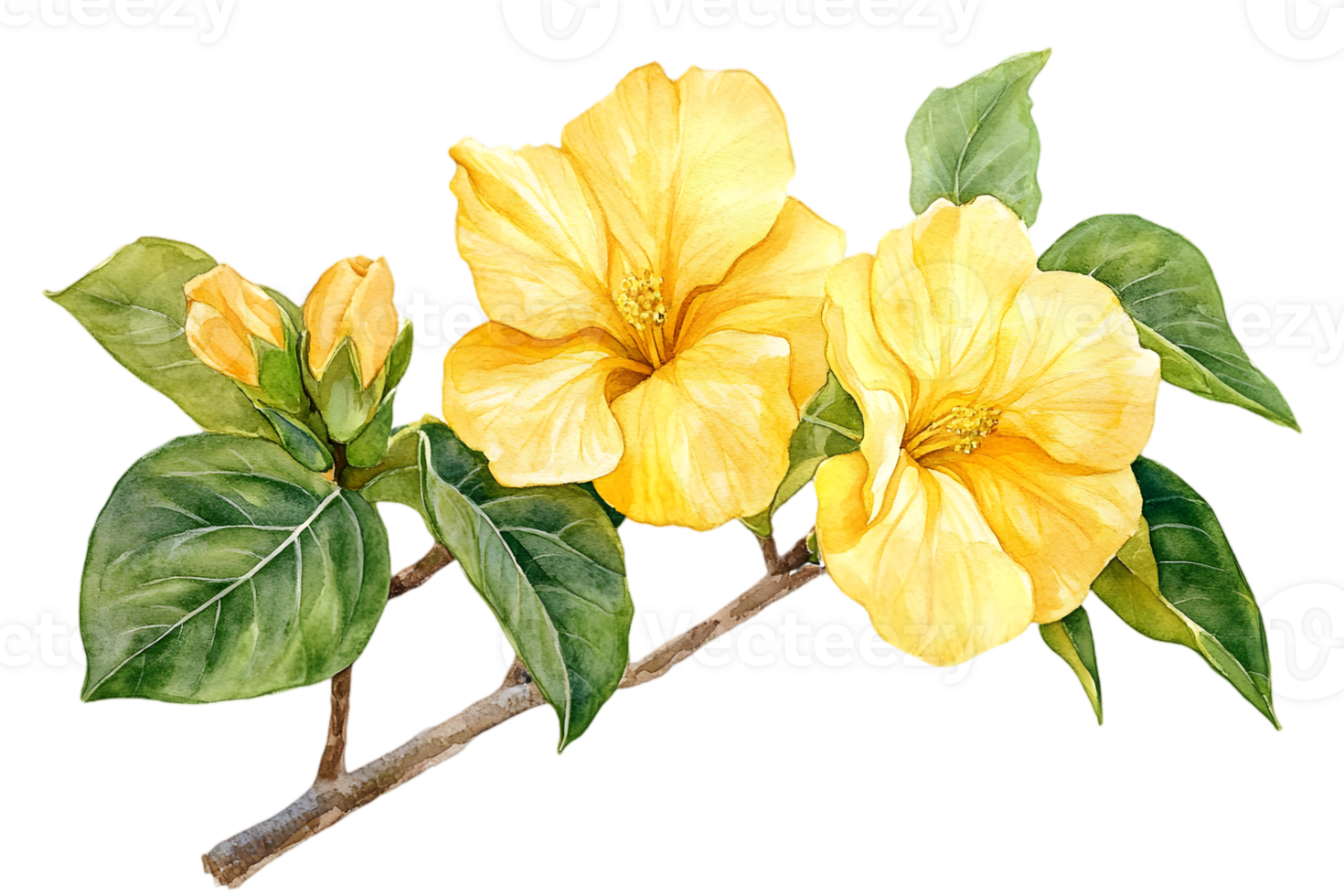Vibrant Yellow Hibiscus Flowers with Lush Green Leaves on Black Background Watercolor Illustration with Botanical Details png