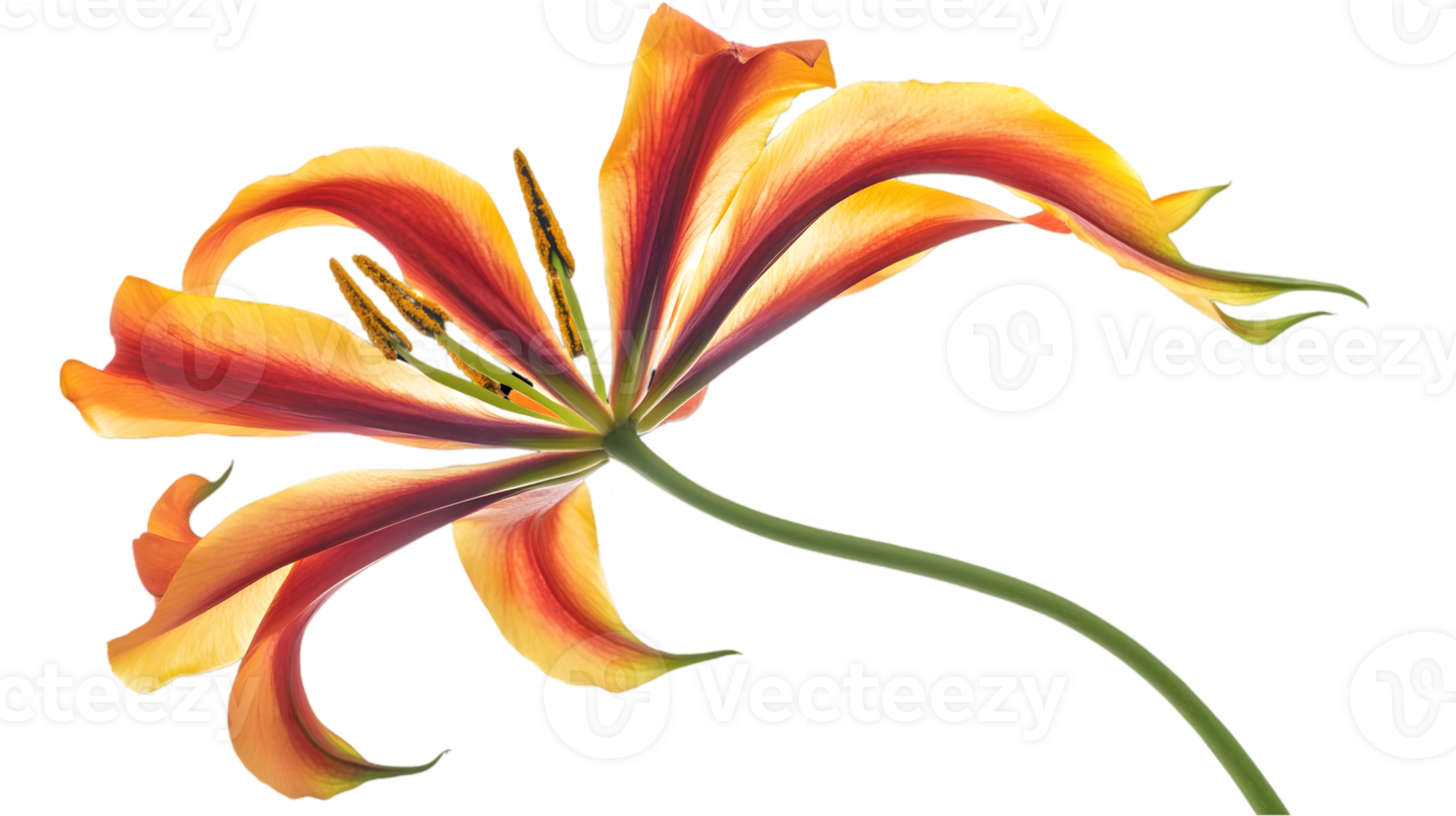 Vibrant Orange and Red Flame Lily Flower with Transparent Background for Graphic Design Element with Botanical Details and Exotic Tropical Bloom png