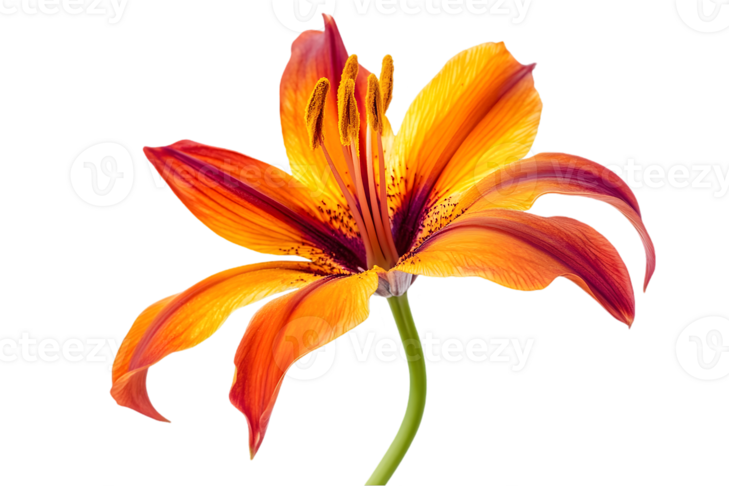 Vibrant Orange Lily with Red Accents Isolated Against Transparent Background Close Up Capturing Detailed Textures and Botanical Beauty in a Studio Setting png