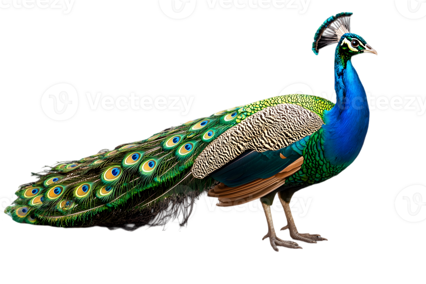 Vibrant Peacock Standing Tall with Iridescent Plumage and Elegant Tail Displaying a Beautiful Array of Colors on Transparent Background png