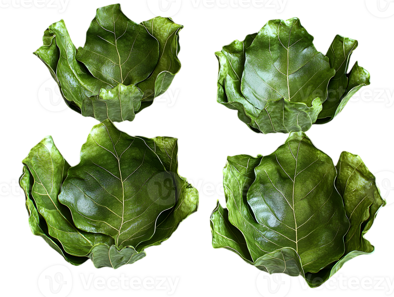 Vibrant Green Leaves on Transparent Backdrop Featuring Intricate Textures and Natural Patterns Close Up png