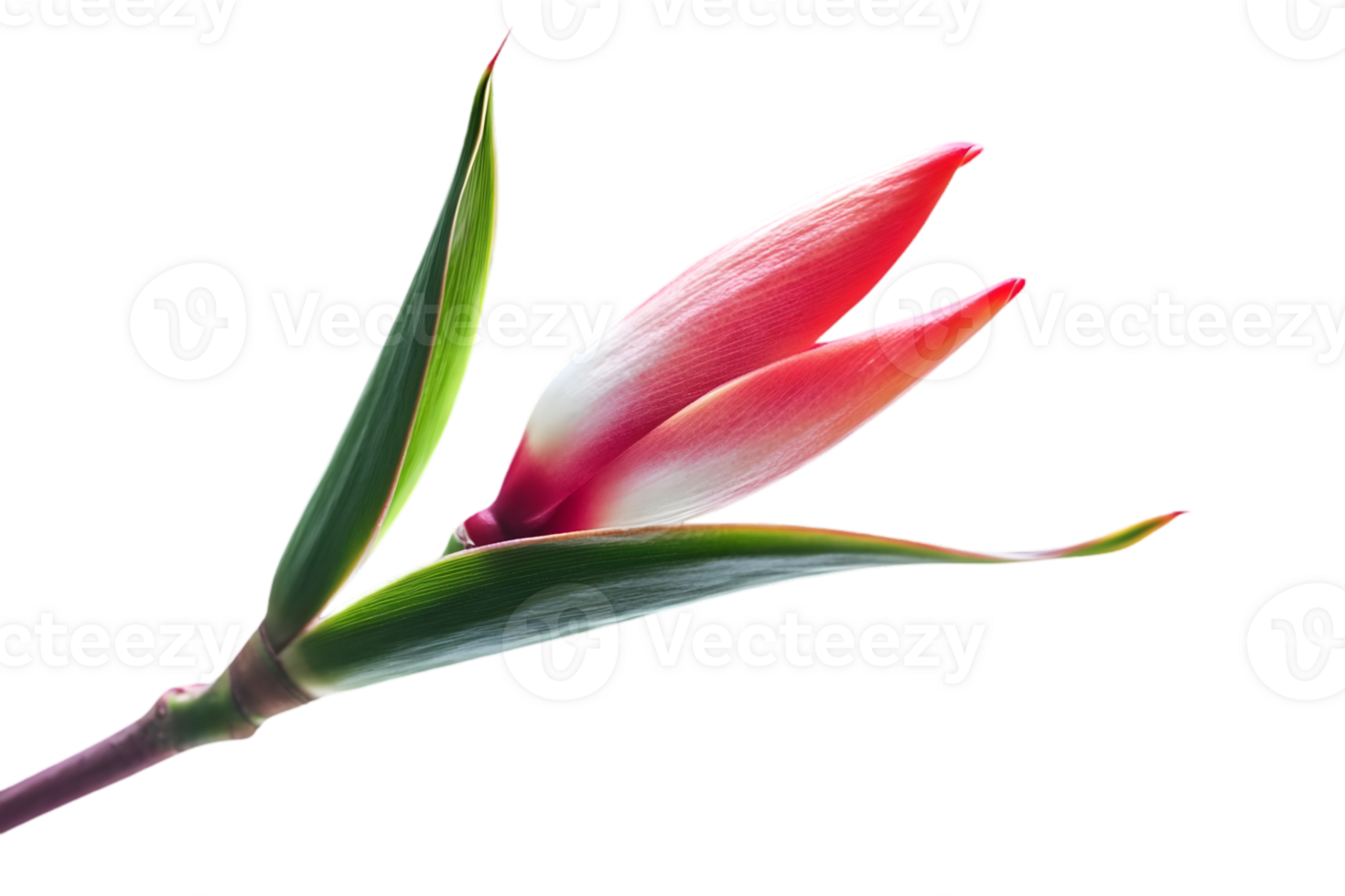 Vibrant Red Tropical Flower Bud on Transparent Background Showcasing Detailed Petals Leaves and Stem in a Studio Shot png