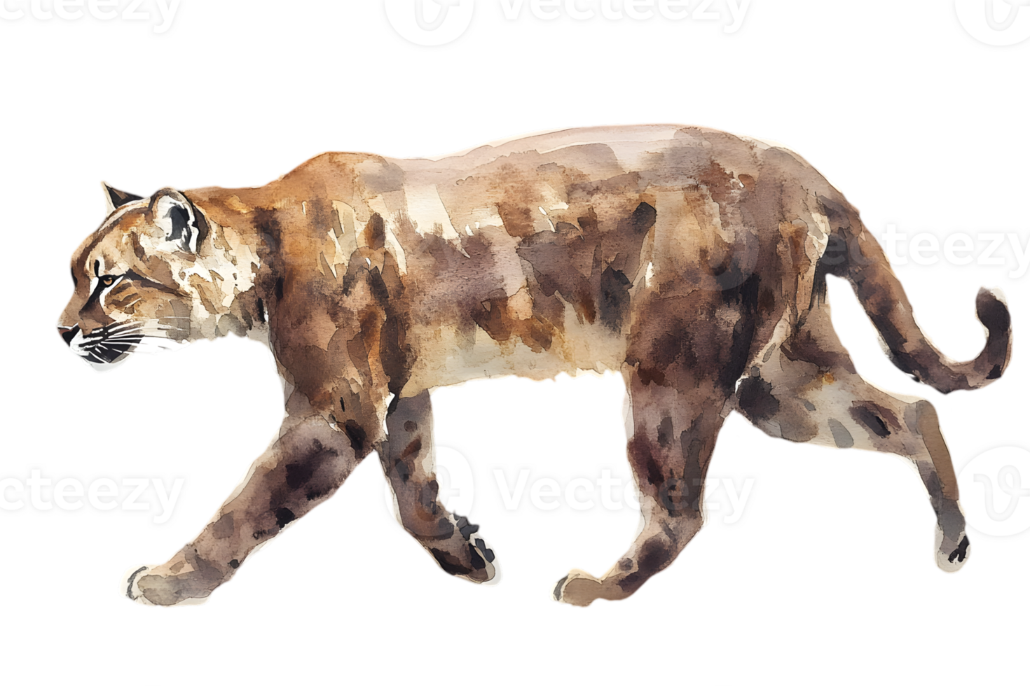 Watercolor Illustration of a Cougar Walking on Transparent Background Wildlife Art Depicting Wildcat in Natural Colors png