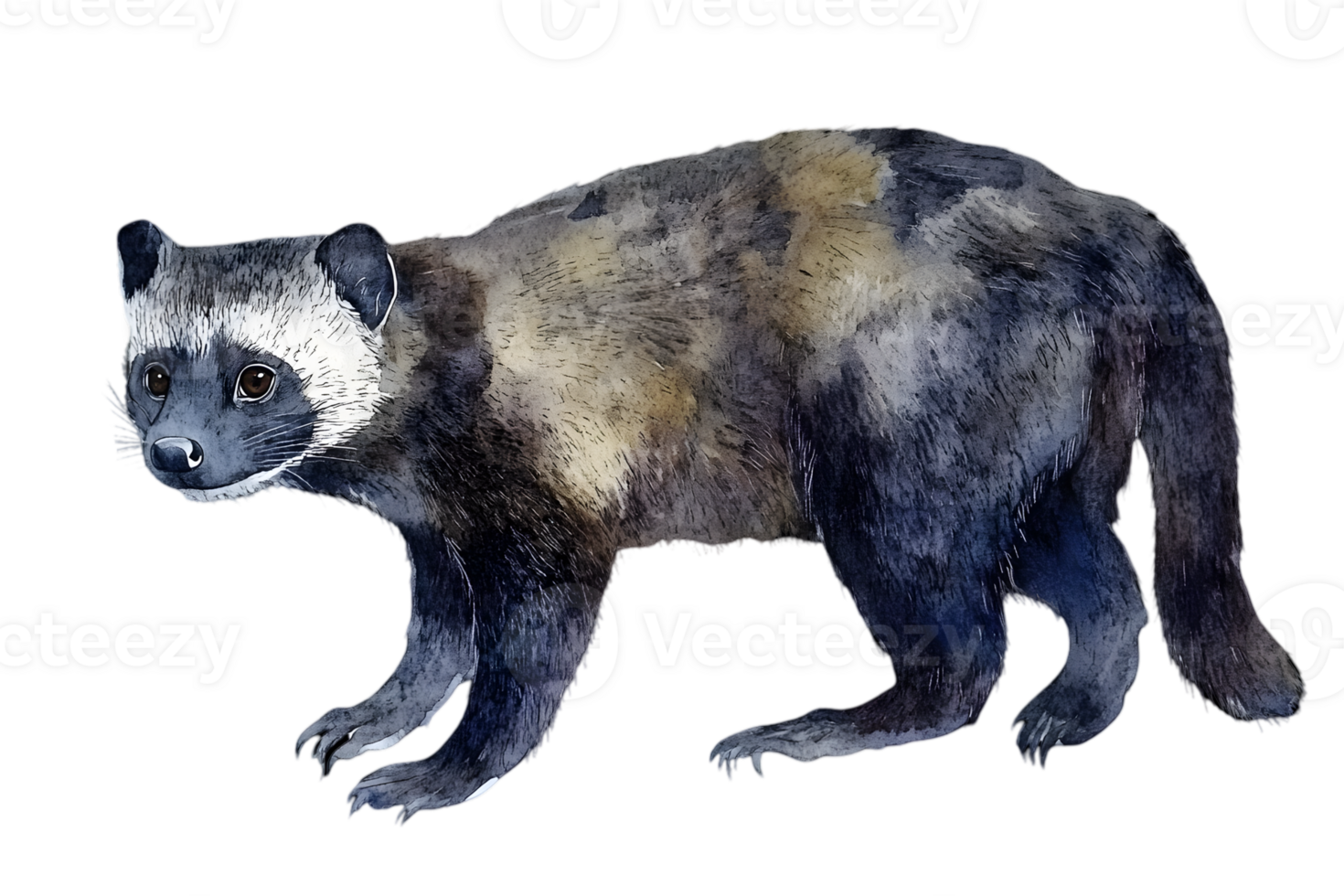 Watercolor Illustration of a Brown and Black Marten on a Transparent Background Wildlife Painting of a Walking Marten for Digital Design and Artwork png