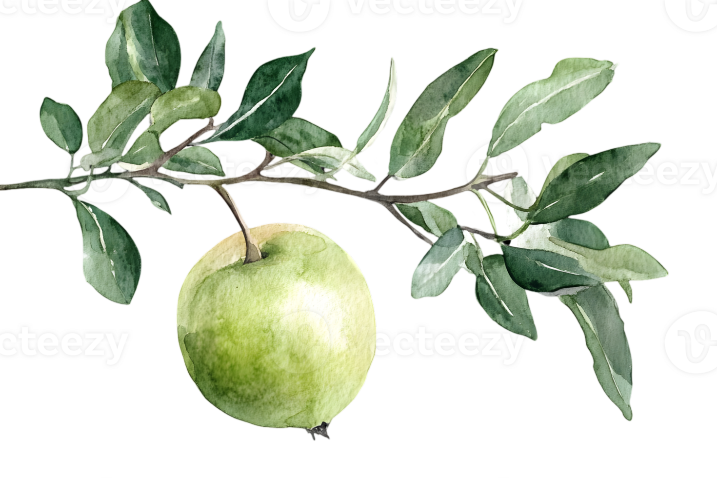Watercolor Illustration of a Green Apple on a Branch with Leaves Isolated on Transparent Background Fresh and Natural Artistic Food and Botanical Element png