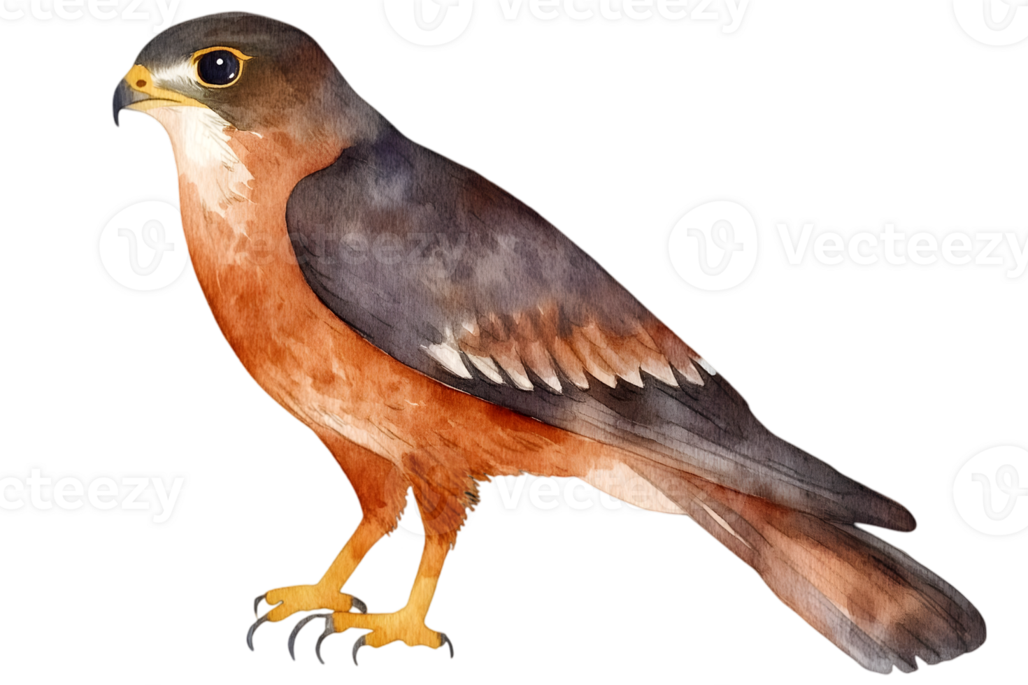 Watercolor Illustration of an Orange and Brown Falcon Perched on Black Background with Sharp Eyes and Detailed Feathers png