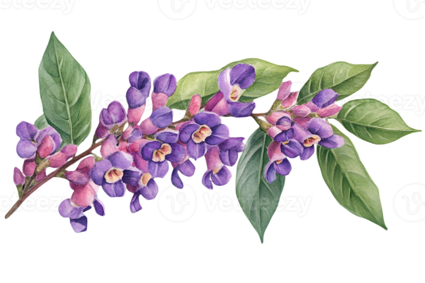 Watercolor Illustration of Blooming Purple Flowers with Green Leaves on Transparent Background Botanical Art png