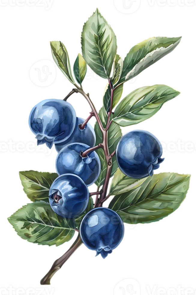 Watercolor Illustration of Blueberries on a Branch with Green Leaves Isolated on Transparent Background png
