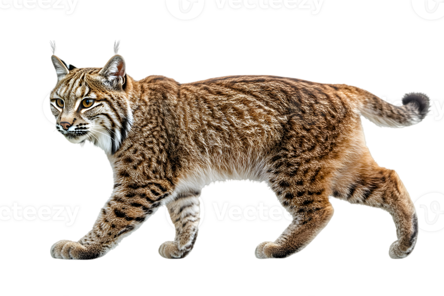 Walking Brown Bobcat Portrait with Spotted Fur Isolated on Transparent Background png