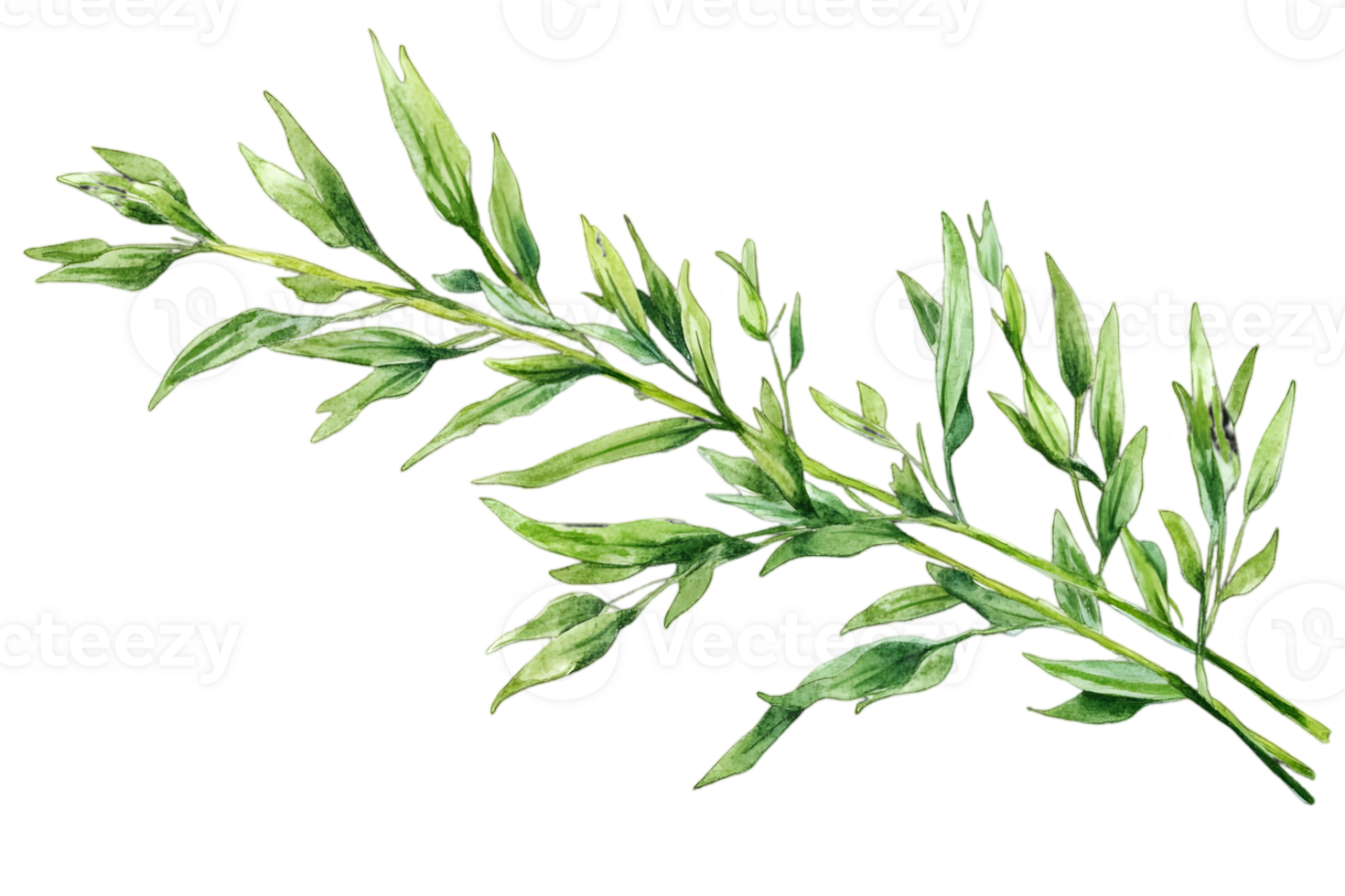Watercolor Green Leafy Branch Isolated on Transparent Background for Botanical Design and Herbal Decoration png