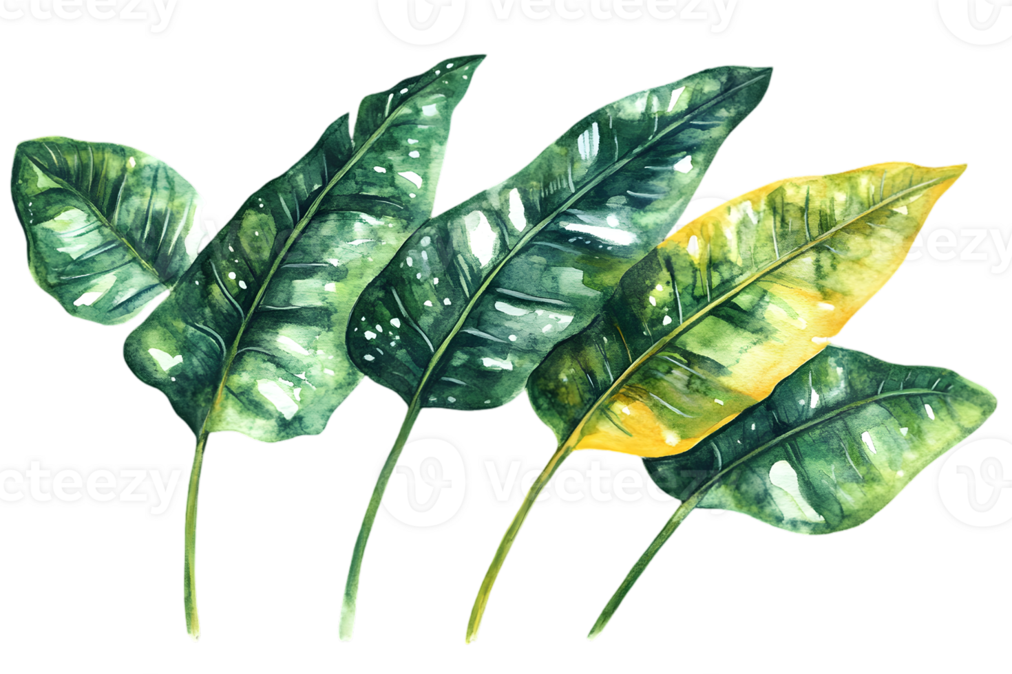 Watercolor Painting of Tropical Leaves in Green and Yellow Isolated on Transparent Background Botanical Foliage Illustration png