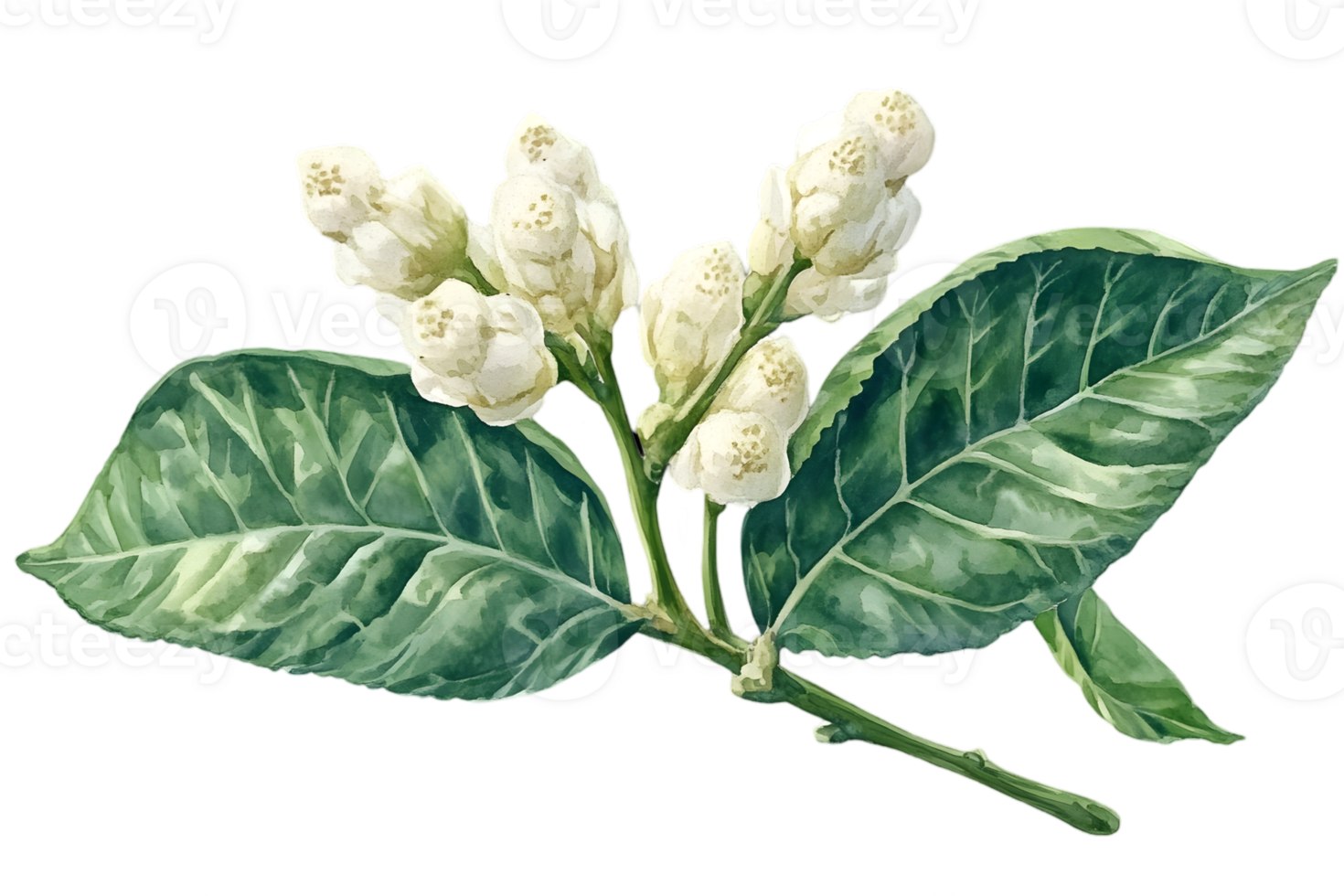 Watercolor Painting of White Flowers and Green Leaves on Transparent Background Botanical Illustration of Blooming Plant Branch png