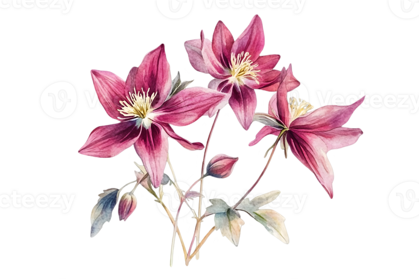 Watercolor Painting of Hellebore Flowers with Pink Petals and Yellow Stamens on a Transparent Background for Botanical Designs png