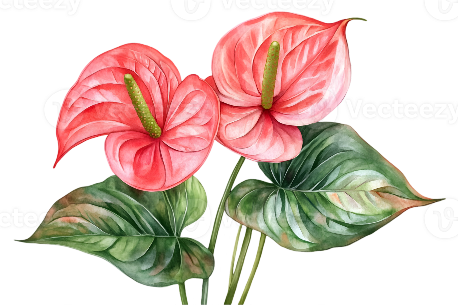 Watercolor Painting of Two Vibrant Red Anthurium Flowers with Green Leaves Isolated on Transparent Background png