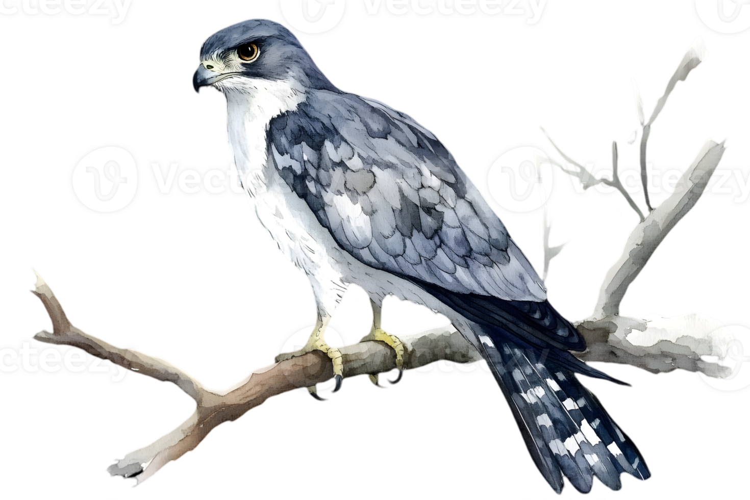 Watercolor Painting of a Gray and White Hawk Perched on a Branch Against a Transparent Background png