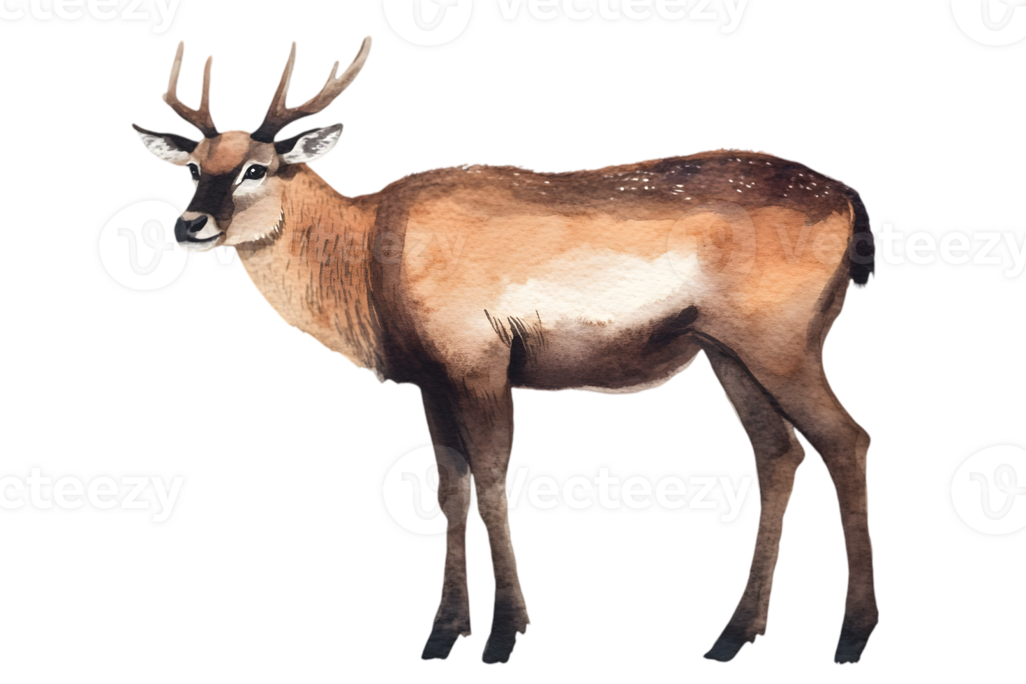 Watercolor Painting of a Deer with Antlers Standing in Profile on a Transparent Background Art Illustration png