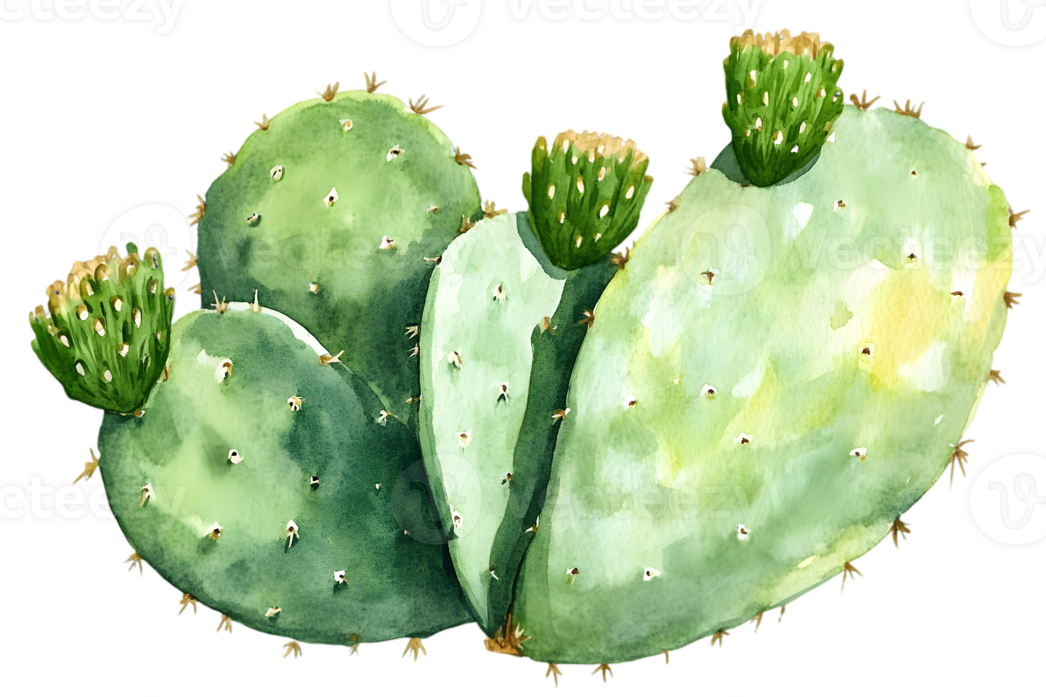 Watercolor Painting of a Prickly Pear Cactus with Green Pads and Small Buds Isolated on Transparent Background png