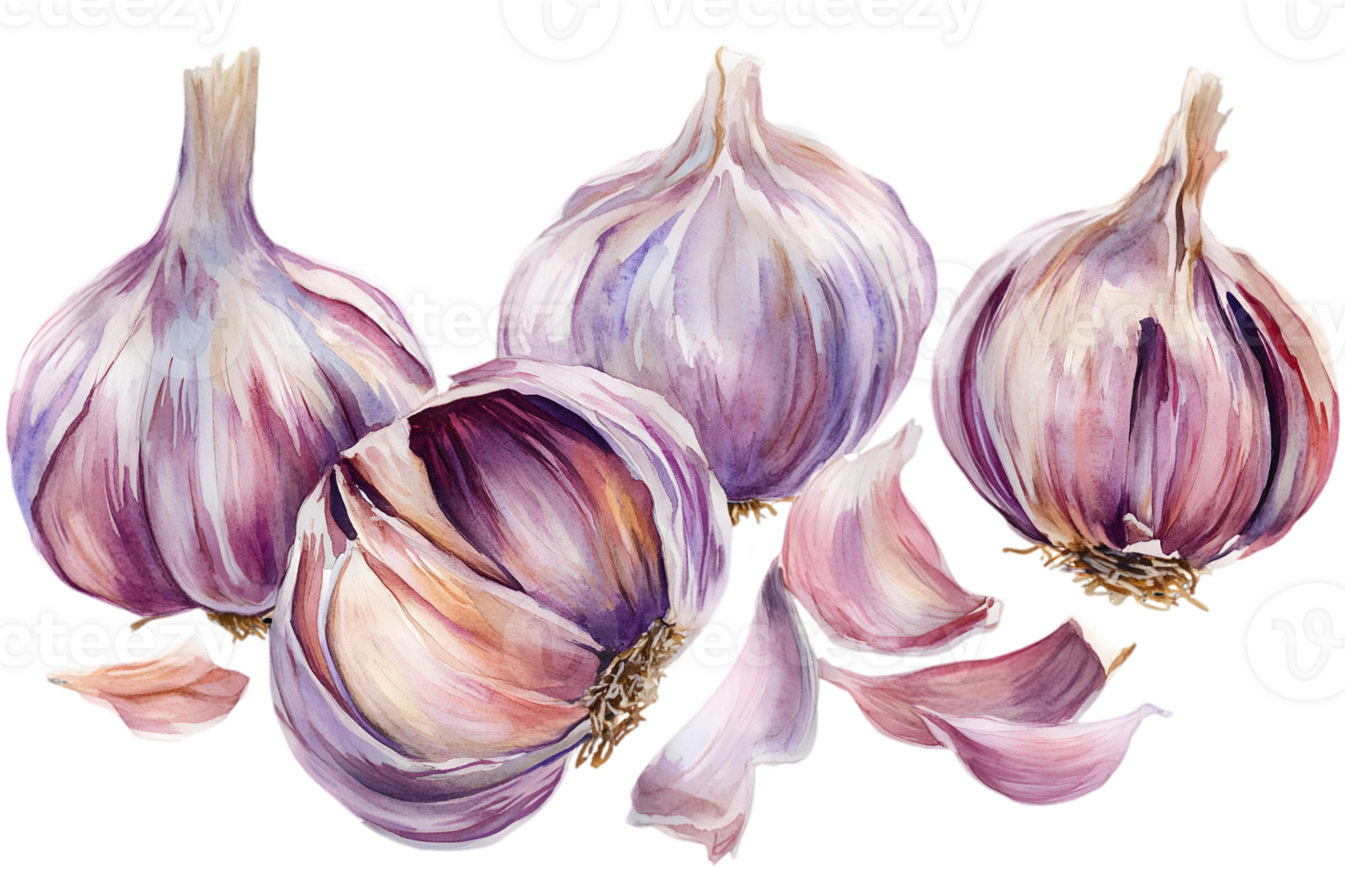 Watercolor Painting of Purple Garlic Bulbs and Cloves on Transparent Background for Culinary and Nutritional Designs png